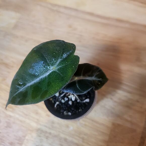 Alocasia Amazonica 'Polly' Elephant Ear Plant - Picture 10 of 12